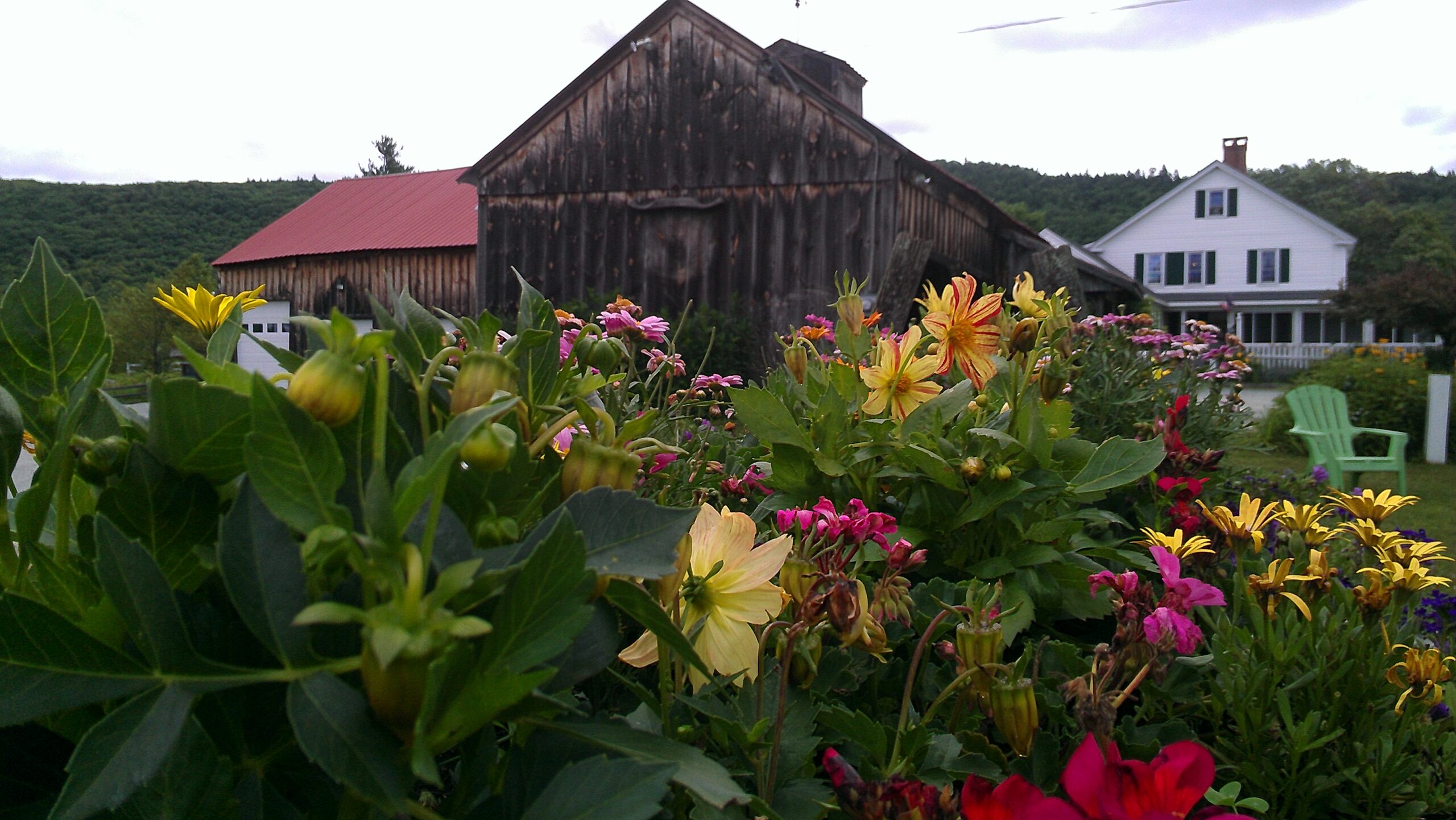 picture of flowers blooming (garden) at the Robin Hill Farm